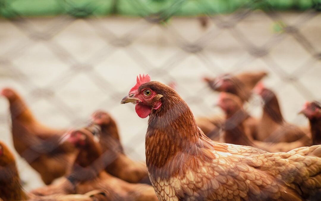 Vogelgriep vastgesteld bij pluimveebedrijf in Blija